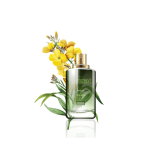 گلدان آپارتمانی دراسنا کامپکت